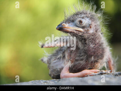 Un jour trois vieux Serima chick (Cariamidae) est photographié à Saint Peter-Ording, Allemagne, 27 juin 2011. La Serima sont tenues pour la dernière famille d'énormes oiseaux qui vivaient de la viande et est mort à 18 000 ans. Ils peuvent à peine voler et grimper aux arbres pour dormir la nuit. Photo : Wolfgang Runge Banque D'Images