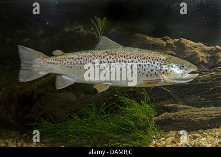 La truite de lac (Salmo trutta lacustris), homme Banque D'Images