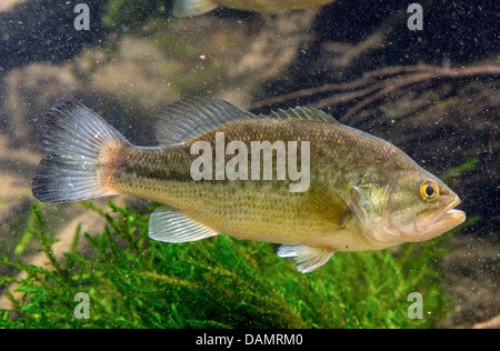 Black-bass à grande bouche, l'achigan à grande bouche (Micropterus salmoides), natation Banque D'Images