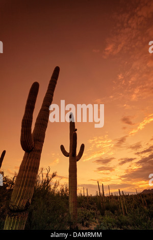 USA, Arizona, Tucson, Saguaro National Park Banque D'Images
