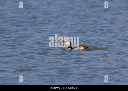 Grèbe huppé (Podiceps cristatus), nourrir une énorme Roach, Germany Banque D'Images