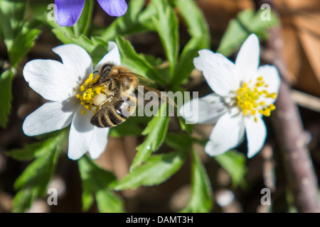 Abeille, ruche abeille (Apis mellifera mellifera), la collecte du pollen sur Anemone, Germany Banque D'Images