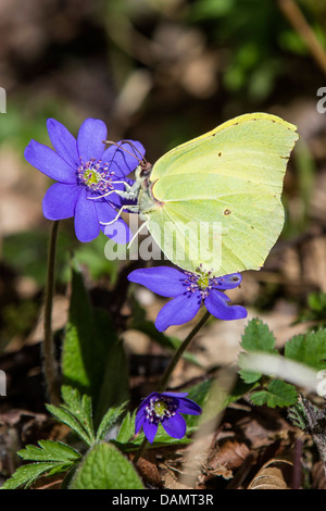 De souffre (Gonepteryx rhamni), homme la collecte de nectar hepatica liverleaf, Germany Banque D'Images