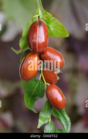 Jujube, Jujuba, date rouge, Chinois, Coréen, date date date indiennes (ziziphus jujuba 'eimizao Meimizao ziziphus jujuba,'), le cultivar Meimizao Banque D'Images