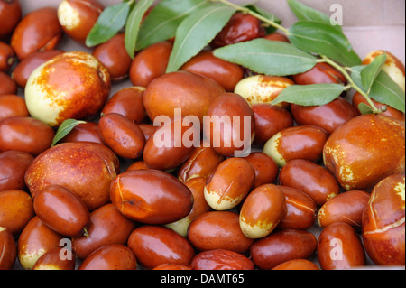 Jujube, Jujuba, date rouge, Chinois, Coréen, date date date indiennes (ziziphus jujuba 'eimizao Meimizao ziziphus jujuba,'), le cultivar Meimizao, fruits Banque D'Images