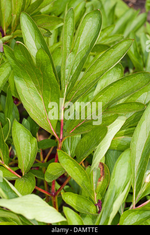 La pivoine (Paeonia officinalis), feuilles, Allemagne Banque D'Images