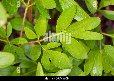 La pivoine (Paeonia officinalis), feuilles, Allemagne Banque D'Images