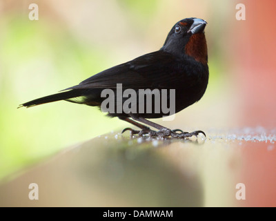 Caraïbes : Sainte-lucie Oiseaux Banque D'Images