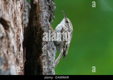 Bruant des (Certhia brachydactyla), à un tronc d'arbre, Allemagne Banque D'Images