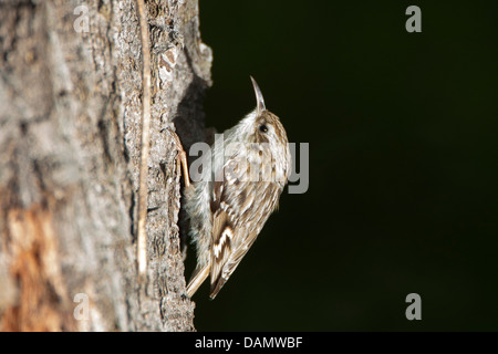 Bruant des (Certhia brachydactyla), à un tronc d'arbre, Allemagne Banque D'Images