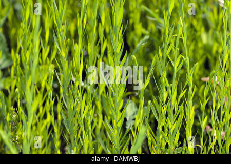 Politique commune de lin (Linum usitatissimum), les pousses avec des feuilles avant la floraison, Allemagne Banque D'Images