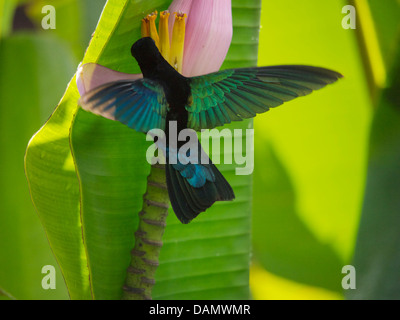 Caraïbes : Sainte-lucie Oiseaux Banque D'Images