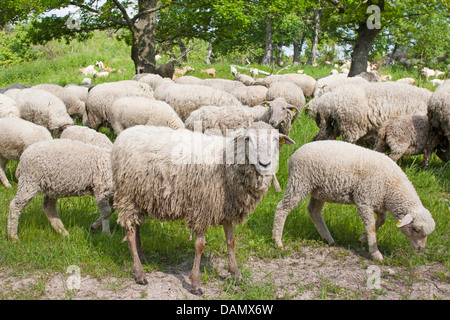 Merino (Ovis ammon aries. f), troupeau de moutons parcourt dans un pré, Allemagne Banque D'Images