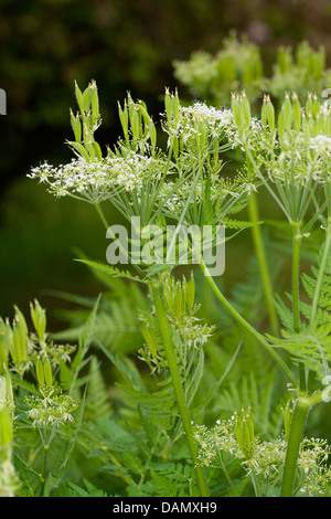 Sweet cicely, Anis, Cicely, Espagnol (Myrrhis odorata Cerfeuil, Scandix odorata), de fleurs et de fruits, Allemagne Banque D'Images