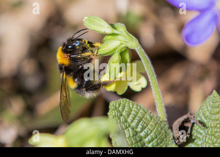 Buff-queue de bourdons (Bombus terrestris), avec les acariens, à l'oranger d'une primevère, Germany Banque D'Images