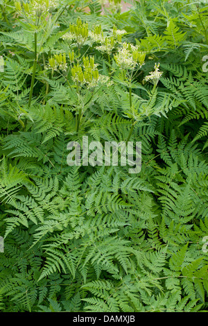Sweet cicely, Anis, Cicely, Espagnol (Myrrhis odorata Cerfeuil, Scandix odorata), blooming, Allemagne Banque D'Images