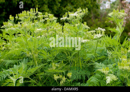 Sweet cicely, Anis, Cicely, Espagnol (Myrrhis odorata Cerfeuil, Scandix odorata), blooming, Allemagne Banque D'Images