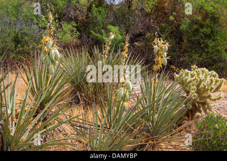 Yucca Yucca Datil, banane (Yucca baccata), avec des fruits, USA, Arizona, Phoenix Banque D'Images