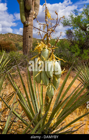 Yucca Yucca Datil, banane (Yucca baccata), avec des fruits, USA, Arizona, Phoenix Banque D'Images