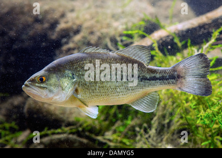 Black-bass à grande bouche, l'achigan à grande bouche (Micropterus salmoides), piscine en face de plantes de l'eau Banque D'Images