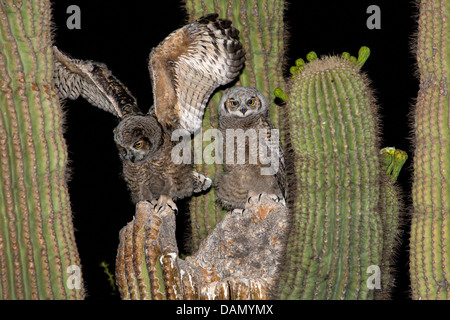 Grand-duc d'Amérique (Bubo virginianus), deux jeunes hiboux assis ensemble dans le nid dans un Saguaro, USA, Arizona, Phoenix Banque D'Images