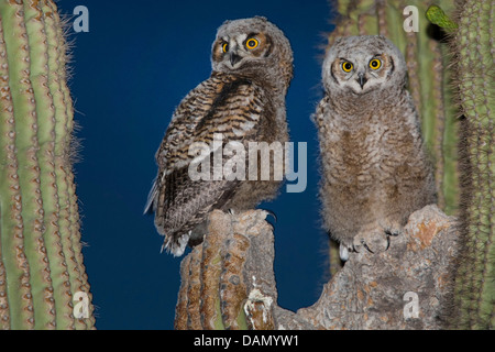 Grand-duc d'Amérique (Bubo virginianus), deux jeunes hiboux assis ensemble dans le nid dans un Saguaro, USA, Arizona, Phoenix Banque D'Images