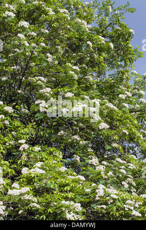 La montagne européenne-ash, Rowan Tree (Sorbus aucuparia), branches en fleurs, Allemagne Banque D'Images