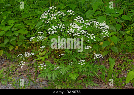 Cow persil, cerfeuil sauvage (Anthriscus sylvestris), feuilles en fleurs, Allemagne Banque D'Images