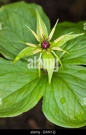 Herb Paris (Paris quadrifolia), fleur, Allemagne Banque D'Images