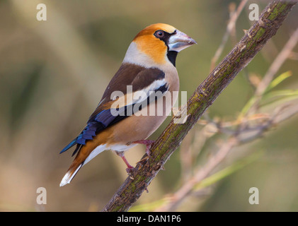 (Coccothraustes coccothraustes hawfinch), homme assis sur wild rose twig, Allemagne, Bavière, Isental Banque D'Images