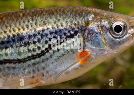 Boule de radiers, Schneider (Alburnoides bipunctatus), détail de côté Banque D'Images