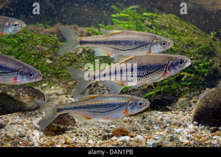 Boule de radiers, Schneider (Alburnoides bipunctatus), peu d'école de poisson Banque D'Images