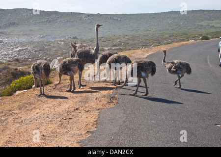 Famille, autruche Struthio camelus, afrique du sud Banque D'Images