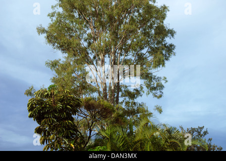 Arbre d'Eucalyptus, Bryon Bay, NSW, Australie. Banque D'Images