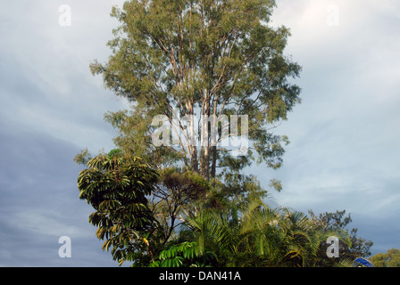 Arbre d'Eucalyptus, Bryon Bay, NSW, Australie. Banque D'Images