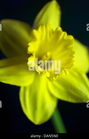 Fleurs de Printemps jaune jonquille - Banque D'Images
