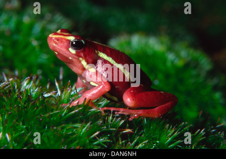 Poison fantasmatique, grenouille epipedobates tricolor Banque D'Images