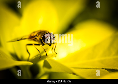 Hover fly reposant sur une feuille Banque D'Images