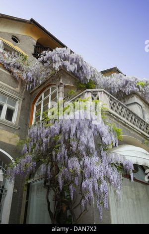 Manor House de Merano de glycine en fleur, le Tyrol du Sud Banque D'Images