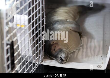 A trois semaines, bébé phoque, qui a été nommé par le Robby Hambourg Fire Department, dort dans un récipient de transport de Friedrichskoog Station au joint d'incendie et de secours de la porte de Berlin gare de Hambourg, Allemagne, 16 juin 2013. Les piétons ont découvert le jeune phoque dans le port. Il a été pris dans un filet et a été sauvé par les pompiers secouristes. Cet après-midi, il sera transféré à la gare d'étanchéité Friedrichskoog. Photo : BODO MARKS Banque D'Images