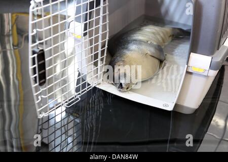 A trois semaines, bébé phoque, qui a été nommé par le Robby Hambourg Fire Department, dort dans un récipient de transport de Friedrichskoog Station au joint d'incendie et de secours de la porte de Berlin gare de Hambourg, Allemagne, 16 juin 2013. Les piétons ont découvert le jeune phoque dans le port. Il a été pris dans un filet et a été sauvé par les pompiers secouristes. Cet après-midi, il sera transféré à la gare d'étanchéité Friedrichskoog. Photo : BODO MARKS Banque D'Images