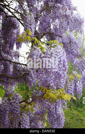 Glycine arbre en fleurs à Merano centre ville,le Tyrol du Sud Banque D'Images