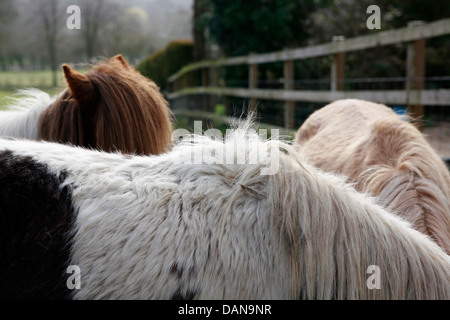 Le poney Shetland est une race de poney originaire des îles Shetland. Banque D'Images
