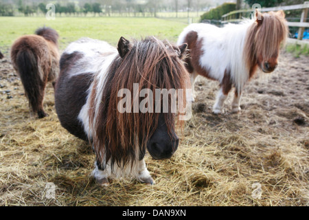 Le poney Shetland est une race de poney originaire des îles Shetland. Banque D'Images