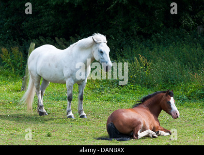 Les chevaux gris et marron se détendre dans un champ près de Hassall Cheshire Vert Angleterre Royaume-Uni UK Banque D'Images