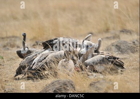 Vautour africain (Gyps africanus) troupeau qui se nourrit d'une charogne Masai Mara - Kenya - Afrique de l'Est Banque D'Images