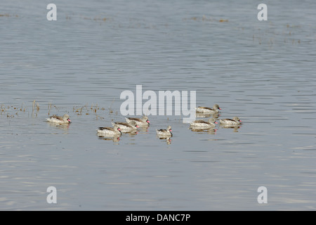 Sarcelle du Cap (Anas capensis) troupeau natation sur le lac au sanctuaire Soysambu Kenya - Afrique de l'Est Banque D'Images