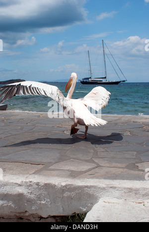 Le célèbre pélican de l'île de Mykonos en Grèce Banque D'Images