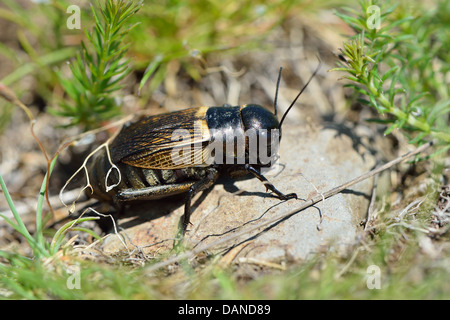 Grillon (Gryllus campestris) espèces menacées sur la liste rouge et la baisse dans de nombreux pays de l'Europe Banque D'Images