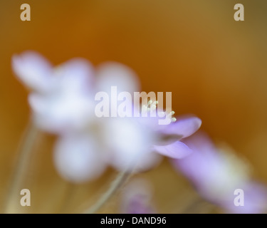 Anemone hepatica hepatica (commune), close-up, Säveån Naturreservat, Suède Banque D'Images